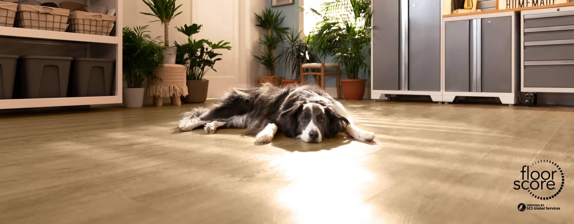 A dog lying on vinyl plank flooring in a plant-filled room, FloorScore badge alongside